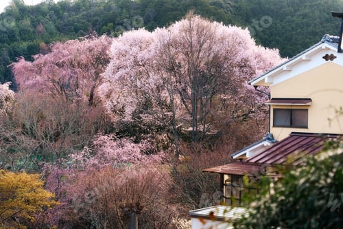 Preview: Full bloom cherry blossom or sakura tree blooming over local village during springtime