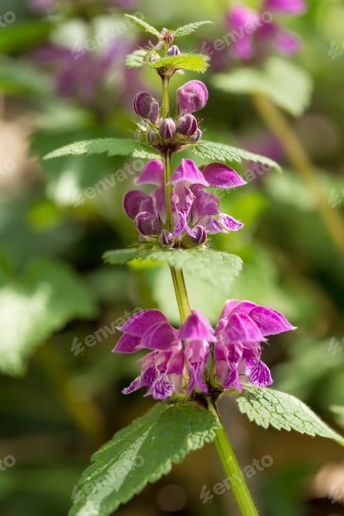 Preview: Lamium maculatum or spotted dead nettle flowers