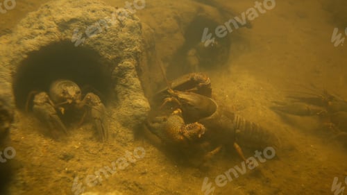 Preview: Underwater shot of noble crayfishes group moving in their rock holes in stream