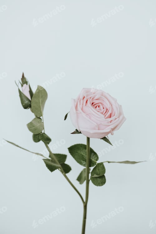 Preview: Light pink rose flower on white background