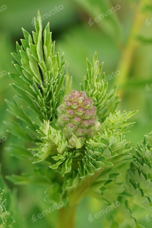 Preview: Vertical closeup on an emerging Salad burnet perennial plant, Sanguisorba minor