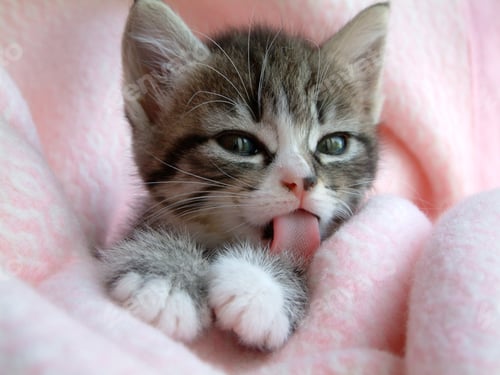 Preview: Cute little tabby kitten, pink tongue licking her paw, snuggled in a soft pink blanket