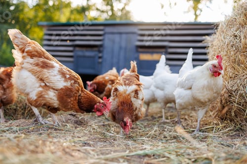 Preview: chicken close up on background of chicken eco farm, free range chicken farm