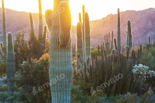 Preview: Saguaro