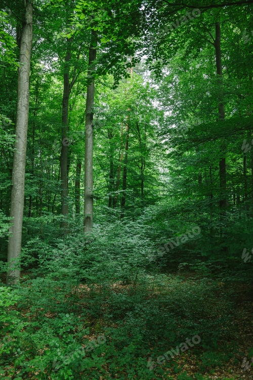 Preview: beautiful trees with green leaves in forest in Wurzburg, Germany