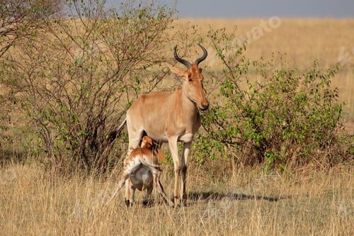 Preview: Cokes hartebeest with calf - Masai Mara