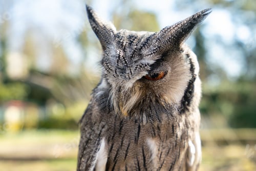 Preview: Closeup portrait of an owl on a sunny day on blurry background