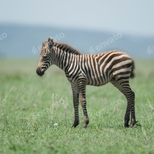 Preview: young zebra at the Serengeti
