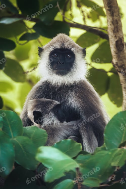 Preview: Gray Langur Monkey with Baby in Tropical Forest