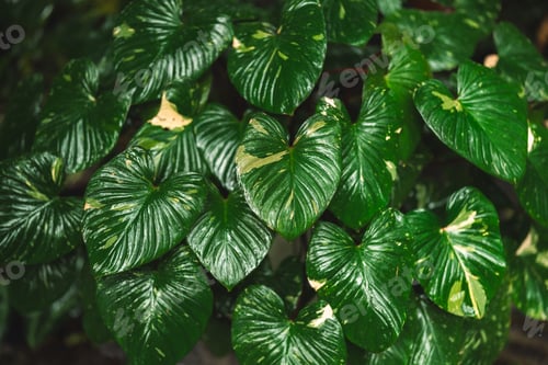 Preview: Nature's Beauty, Refreshing Landscape of Green Foliage, Trees, and Flowers in the Summer Garden