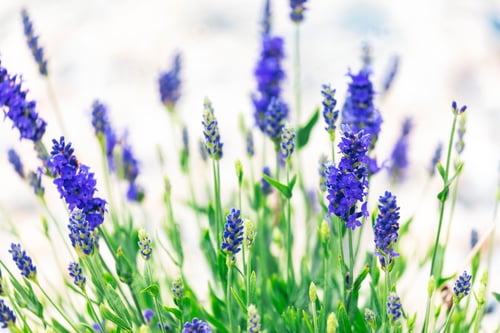 Preview: Lavender flowers