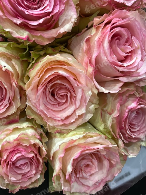 Preview: Roses