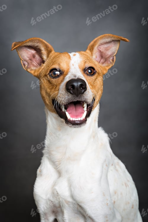 Preview: Dog portrait
