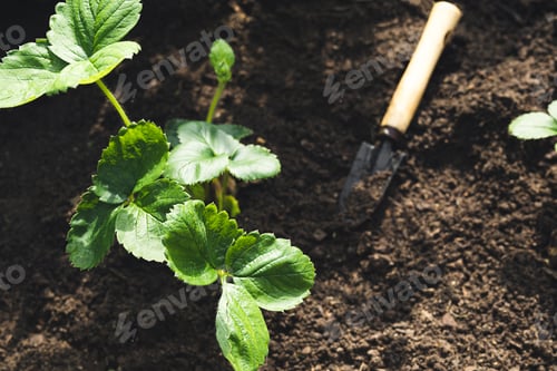 Preview: Transplanting strawberries in the fall