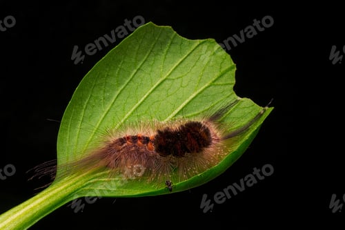 Preview: Caterpillar on a Leave with Black Background