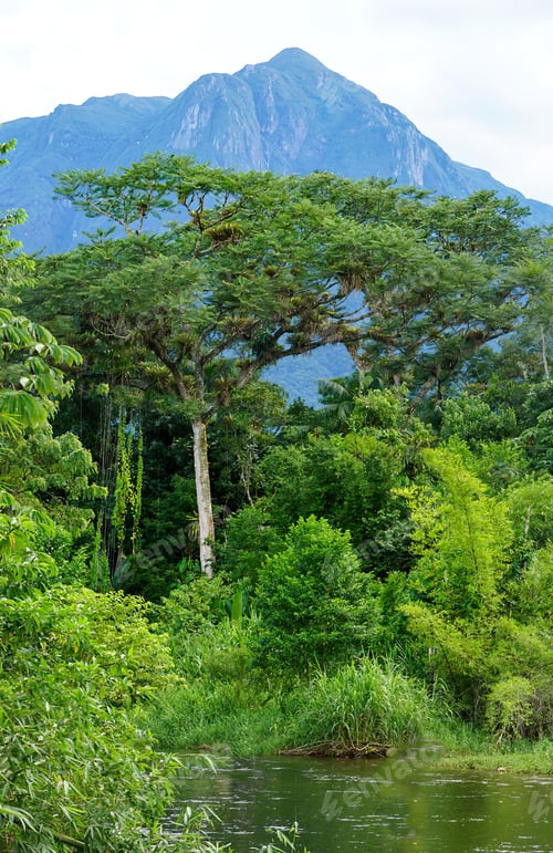 Preview: Mountain and rainforest