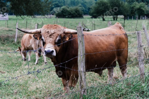 Preview: A robust brown bull stands guard over a grazing cow in the green Saja Valley of Spain.