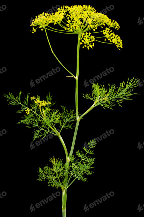 Preview: Umbrella flower of Dill, used in kitchen cooking to flavor, isolated on black background