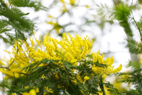 Preview: Blooming mimosa tree. Nature concept. Greeting card for womans day, mothers day. Spring.