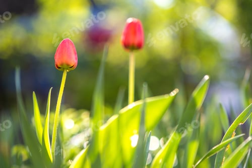 Preview: Bright red tulip flower growing in spring garden