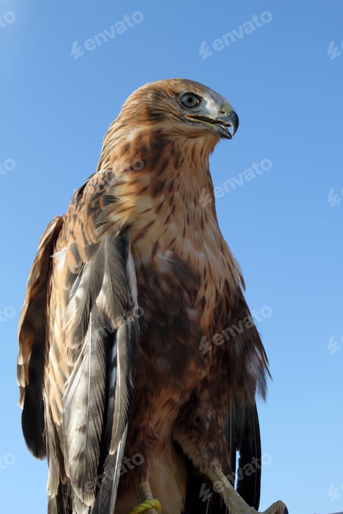 Preview: A Red tailed hawk. Animal background.