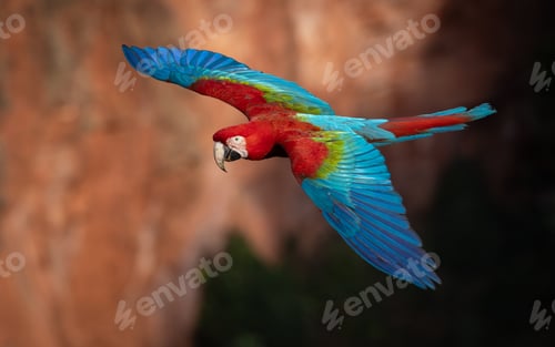 Preview: Red and Green Macaw in Brazil