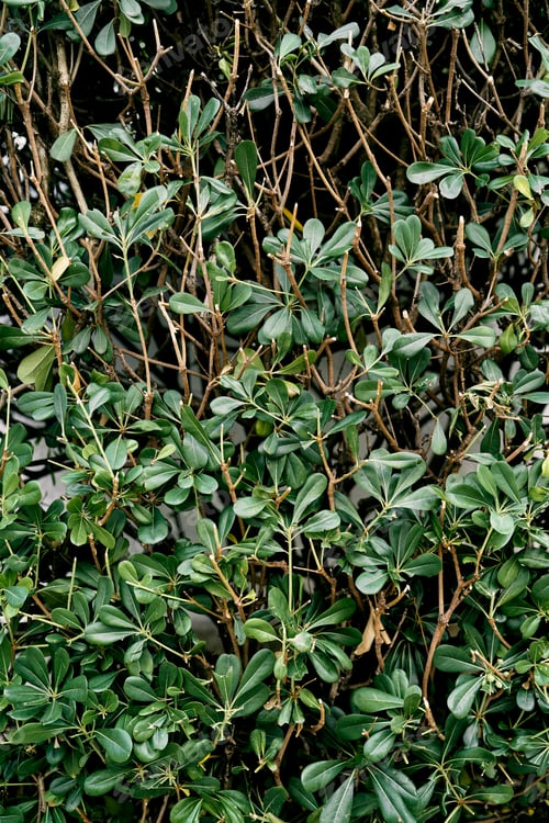Preview: Bearberry twining bush with green leaves. Close-up