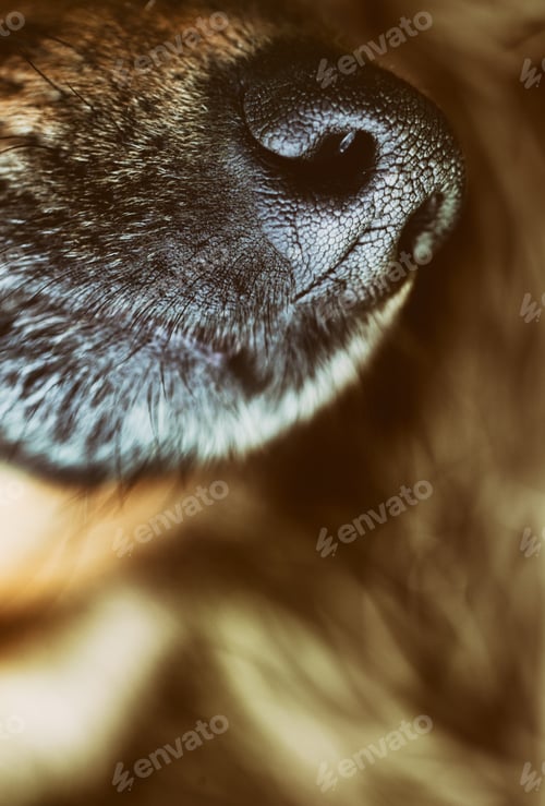 Preview: Dog