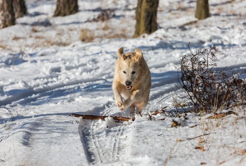 Preview: Retriever in winter forest