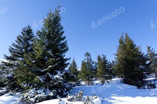 Vorschau: Pelzbäume, schneebedeckte Kronen im Winterwald
