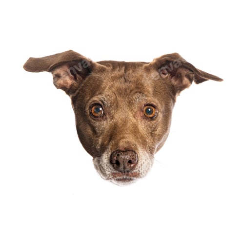 Preview: Curious brown dog peeking over white background