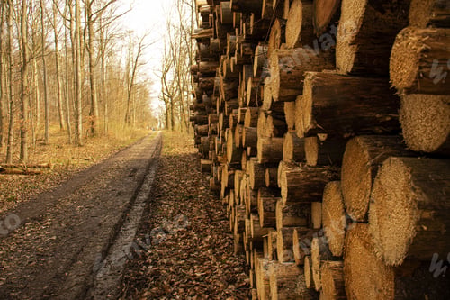 Preview: deforestation, cut down trees lie in a stack in the forest, collecting firewood