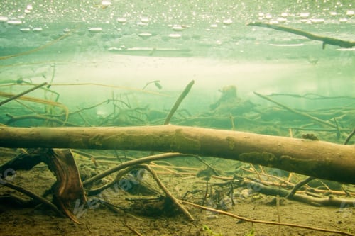 Preview: Sunken wood under the ice in frozen beaver pond
