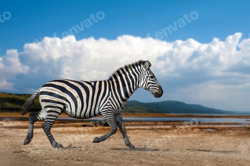 Preview: Zebra running in the savannah on white clouds background, National park of Kenya