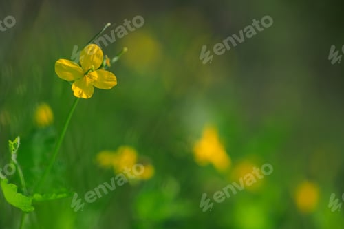 Preview: Chelidonium. Field flower. The flower celandine growing on the summer field.