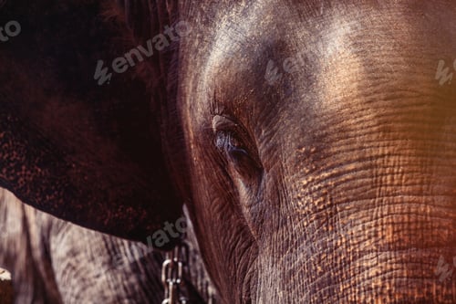 Preview: Lonely elephant in a jungle