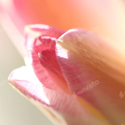 Preview: Majesty