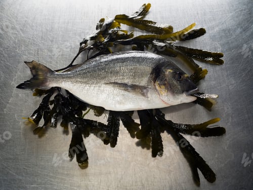 Preview: A Seabass sitting on a bed of seaweed
