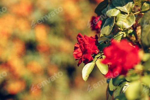 Preview: Red rose on the branch in the garden
