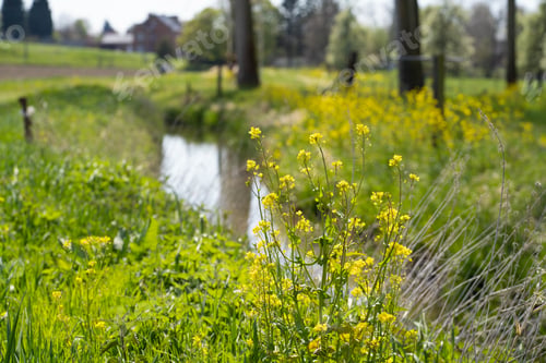 Preview: a beautiful landscape with yellow flowers in the foreground of a rural stream