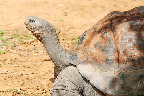 Preview: Galapagos tortoise