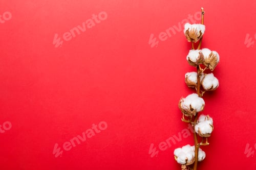 Preview: Autumn Floral composition. Dried white fluffy cotton flower branch top view