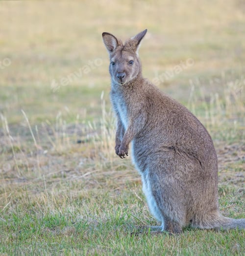 Preview: Red-Necked Wallaby