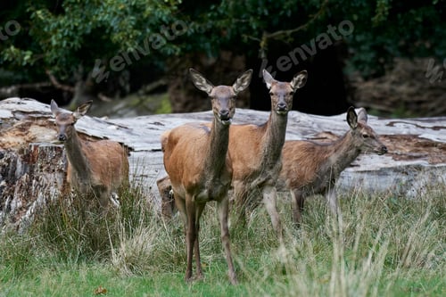 Preview: Red deer (Cervus elaphus)