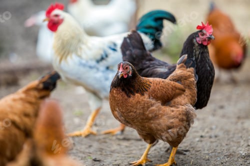 Preview: Group of grown healthy red and black hens and big white rooster outdoor