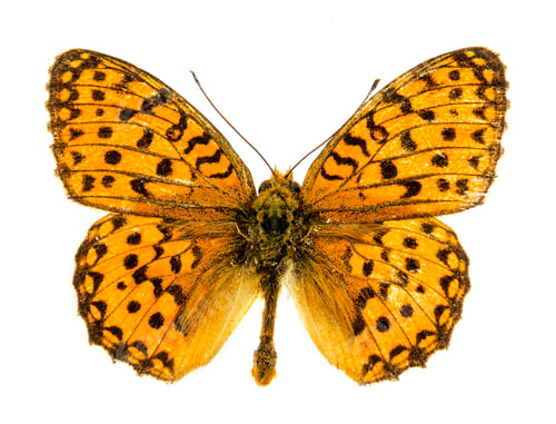 Preview: Marsh Fritillary butterfly