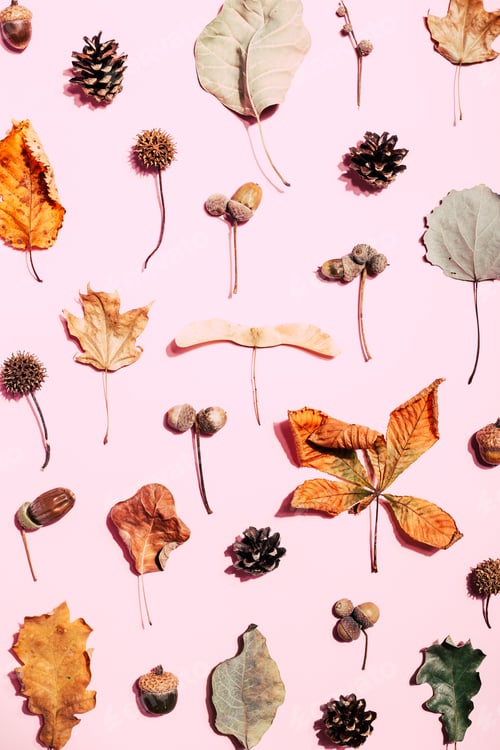 Vista previa: Patrón de otoño hecho de hojas secas sobre fondo rosa.