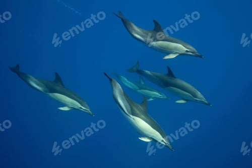 Preview: Dolphins swimming in tropical water, underwater view
