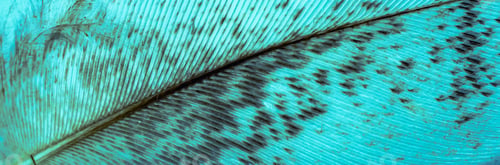 Preview: blue feather with brown spots. texture or background