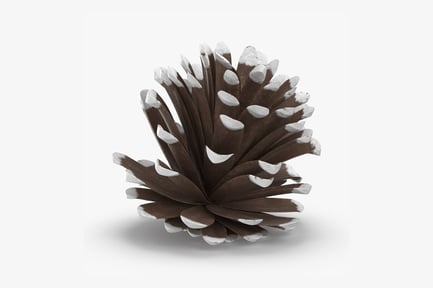 Preview: Frost-Tipped Pine Cone - Natural Texture